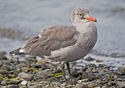 Larus herrmanni